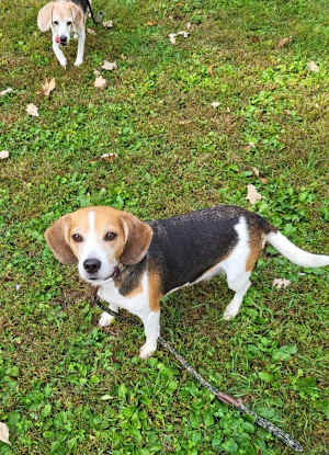 Dolly - Photo 2