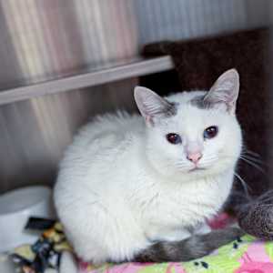 Gorgina - Photo 3