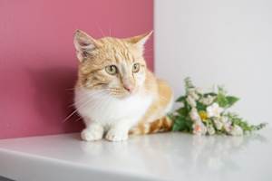 Nelson (Bonded to Hollywood) - Photo 2