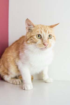 Nelson (Bonded to Hollywood) - Photo 3