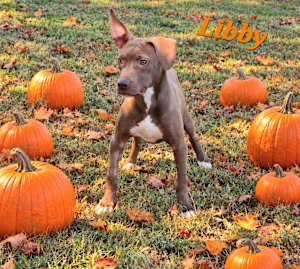 Libby - Photo 2