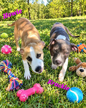 Krackle~adopted! - Photo 4