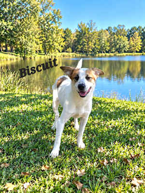 Biscuit - Photo 2