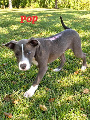 Pop - Photo 1