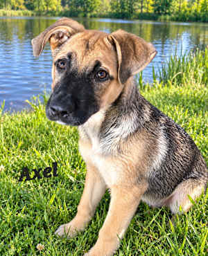 Axel - Photo 1
