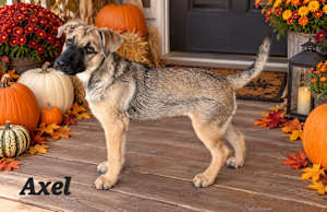 Axel - Photo 2