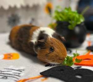 Butternut - Photo 1