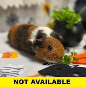 Butternut - Photo 2