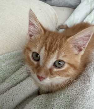 Pumpkin - Photo 2