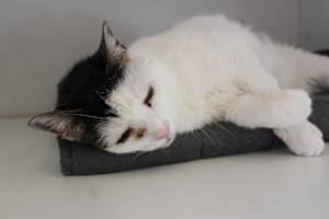 Jasper - Photo 3