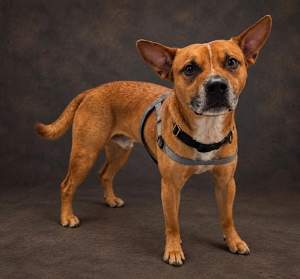 Bowser - Photo 1