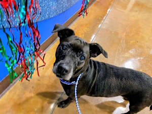Brandy - Photo 1