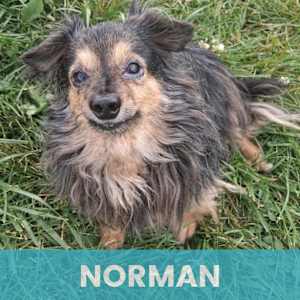 Norman - Photo 1
