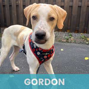 Gordon - Photo 1