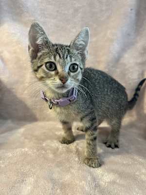 Kitty Bennett - Photo 1