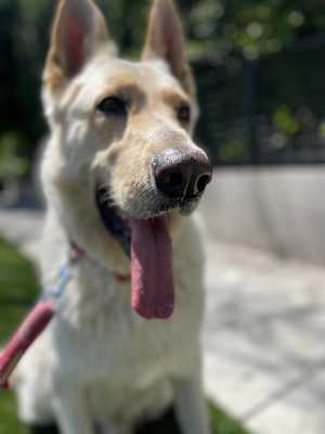 Cochise - Photo 4