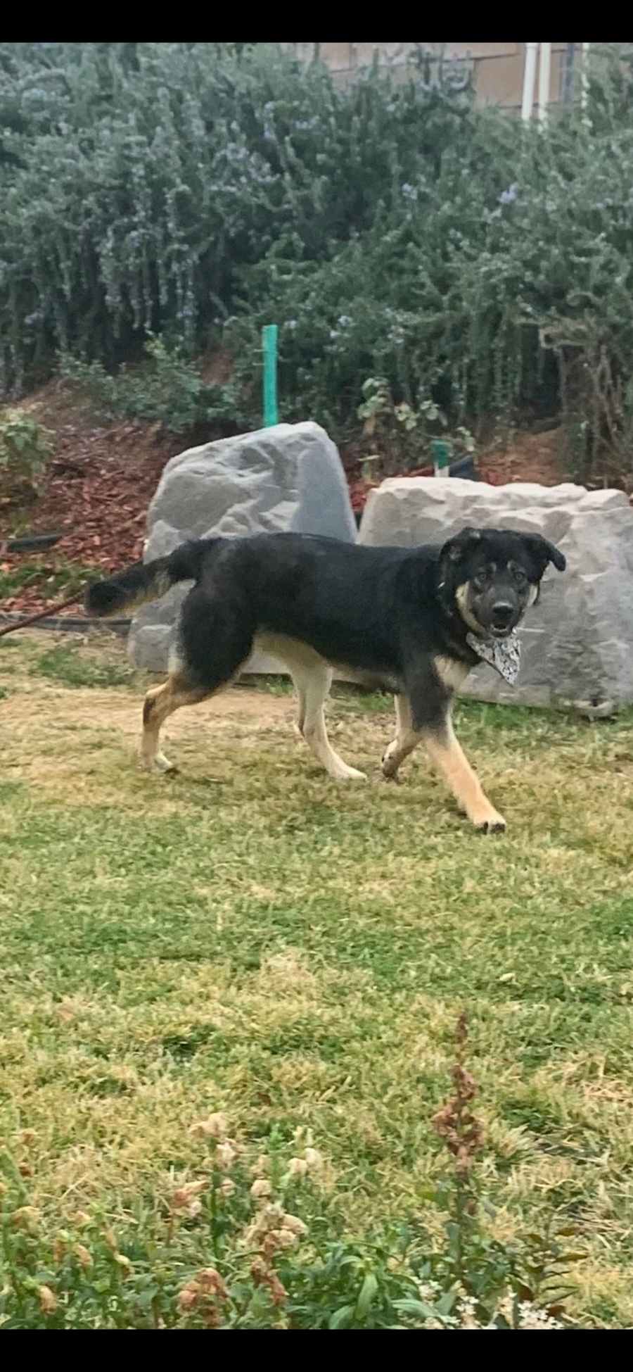 Gary, Shepsky/German Shepherd Dog