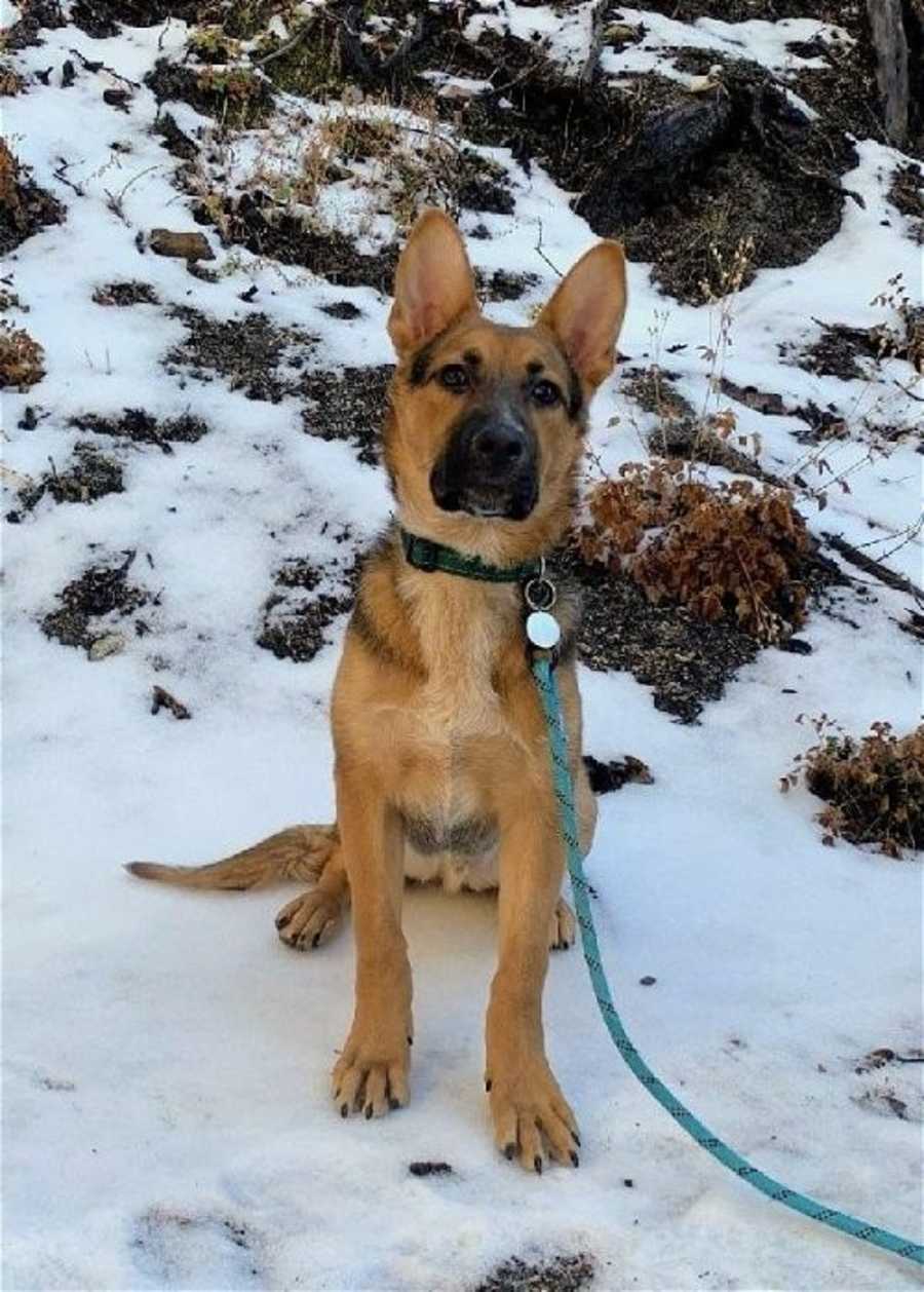 Mickey, German Shepherd Dog