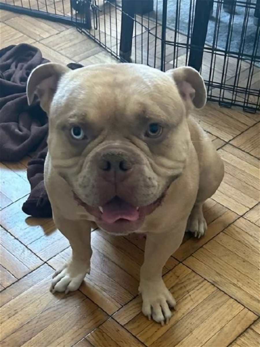 SIMBA