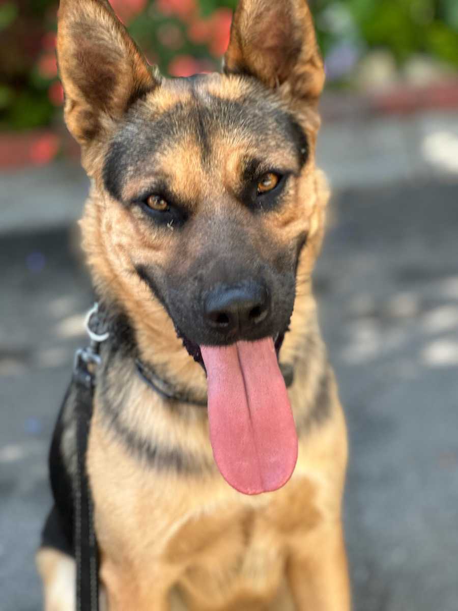 Brody, German Shepherd Dog