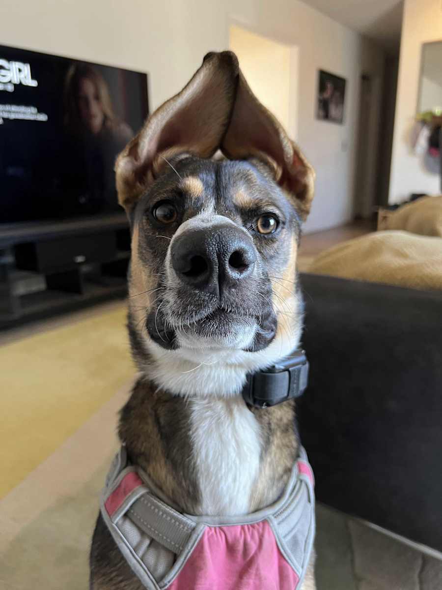 Sunny, Mixed breed