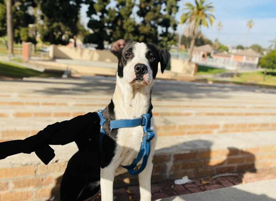 Peggy *Courtesy Post, Pit Bull Terrier/Labrador Retriever