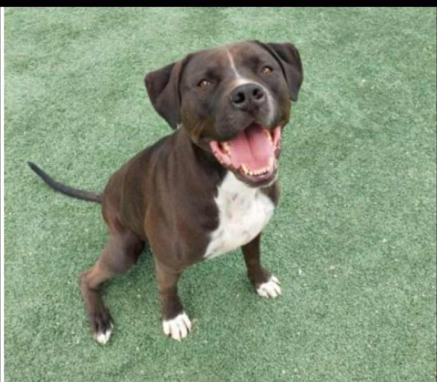 Amazing Theodore, American Staffordshire Terrier