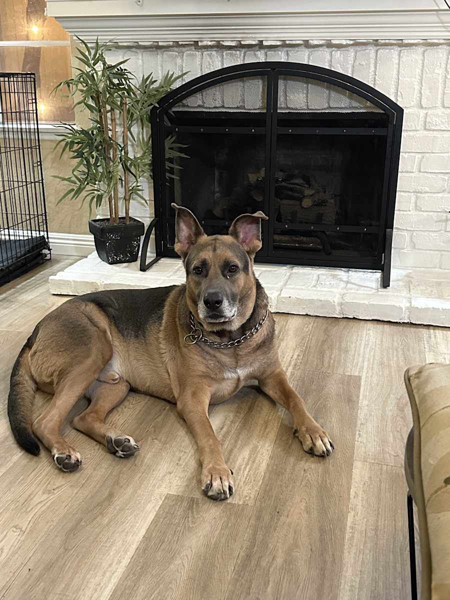 Bowie, Belgian Shepherd/German Shepherd Dog