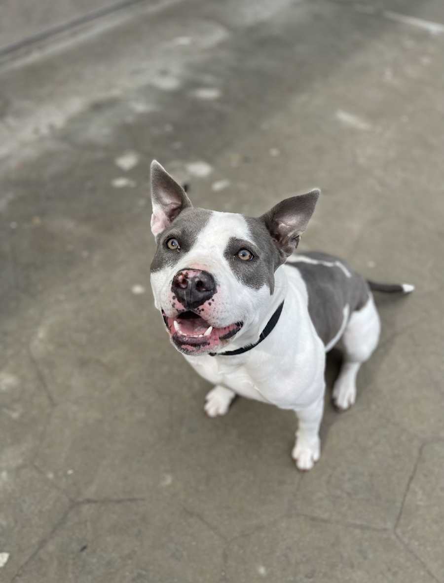 Winter, Staffordshire Bull Terrier