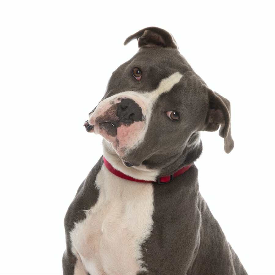 Cedric, Staffordshire Bull Terrier