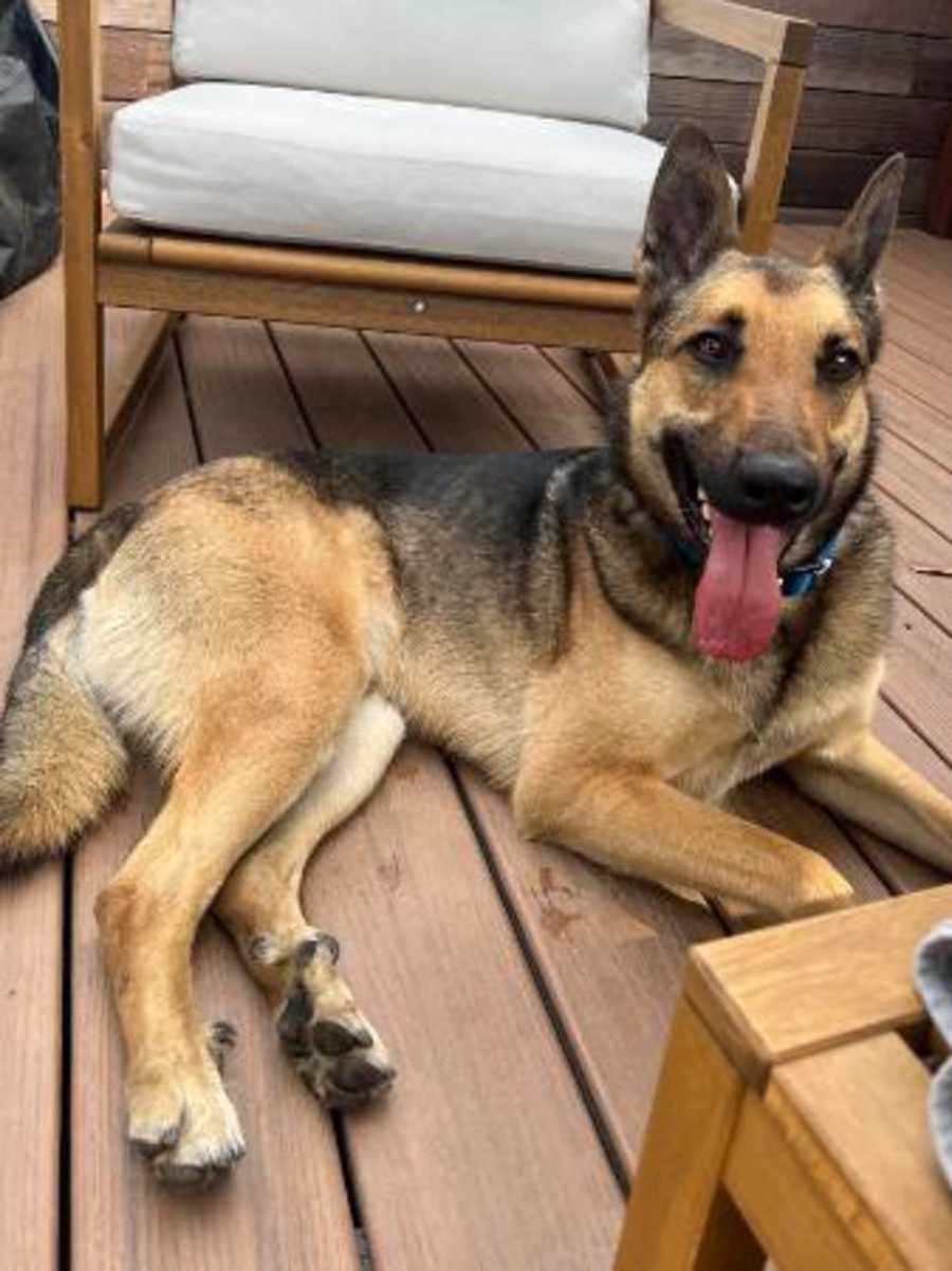 Beau, German Shepherd Dog