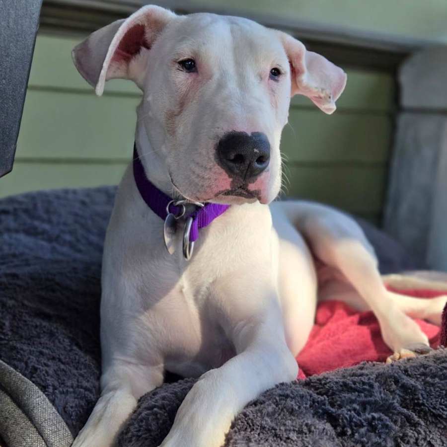 Opus, Dogo Argentino
