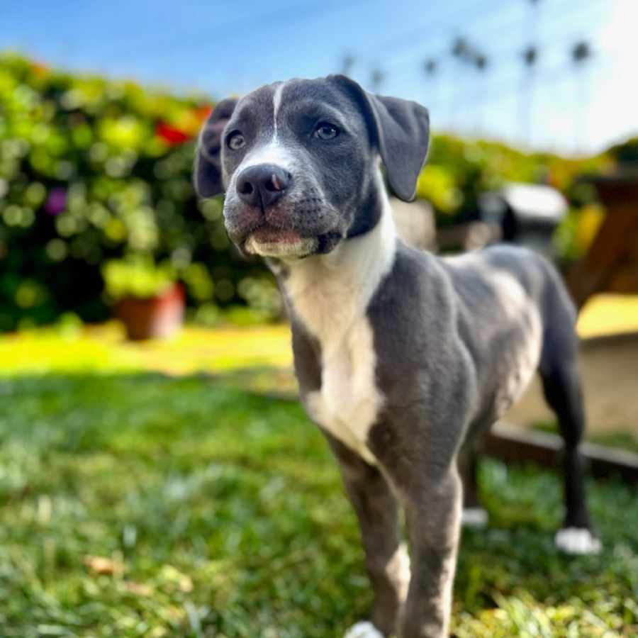 Penelope