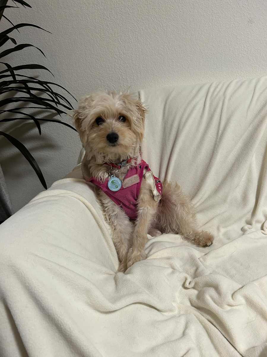 Rachel, Poodle (Toy or Tea Cup)