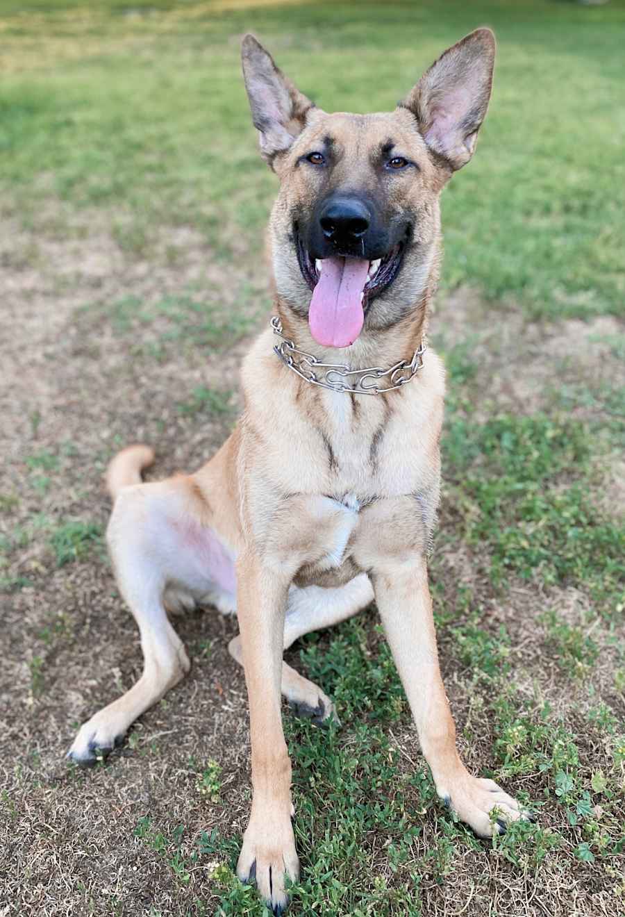 Saga, Belgian Malinois