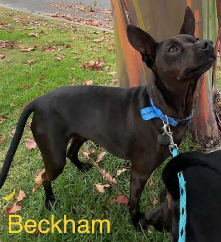 Beckham and Cooper, Miniature Pinscher