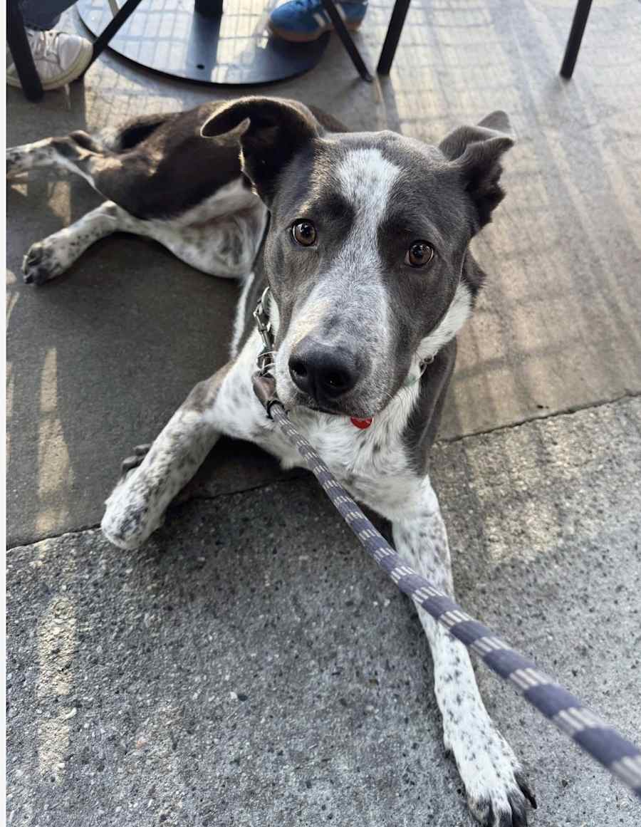 Duke