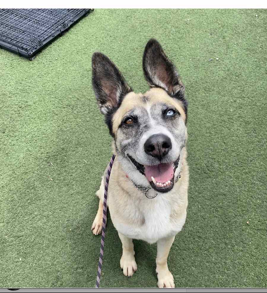Jada, Mixed breed