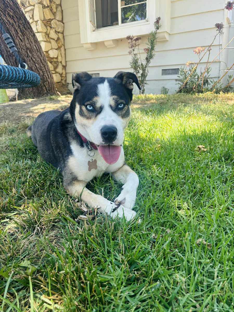 URGENT Chipie