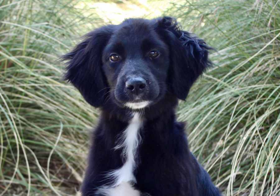 Scrabble - Cat Friendly, Golden Retriever/Australian Shepherd