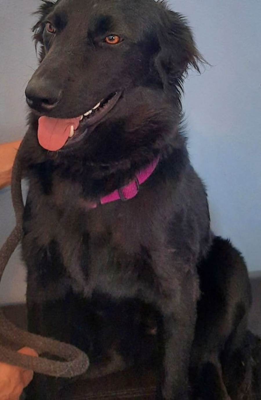 AERO, Labrador Retriever