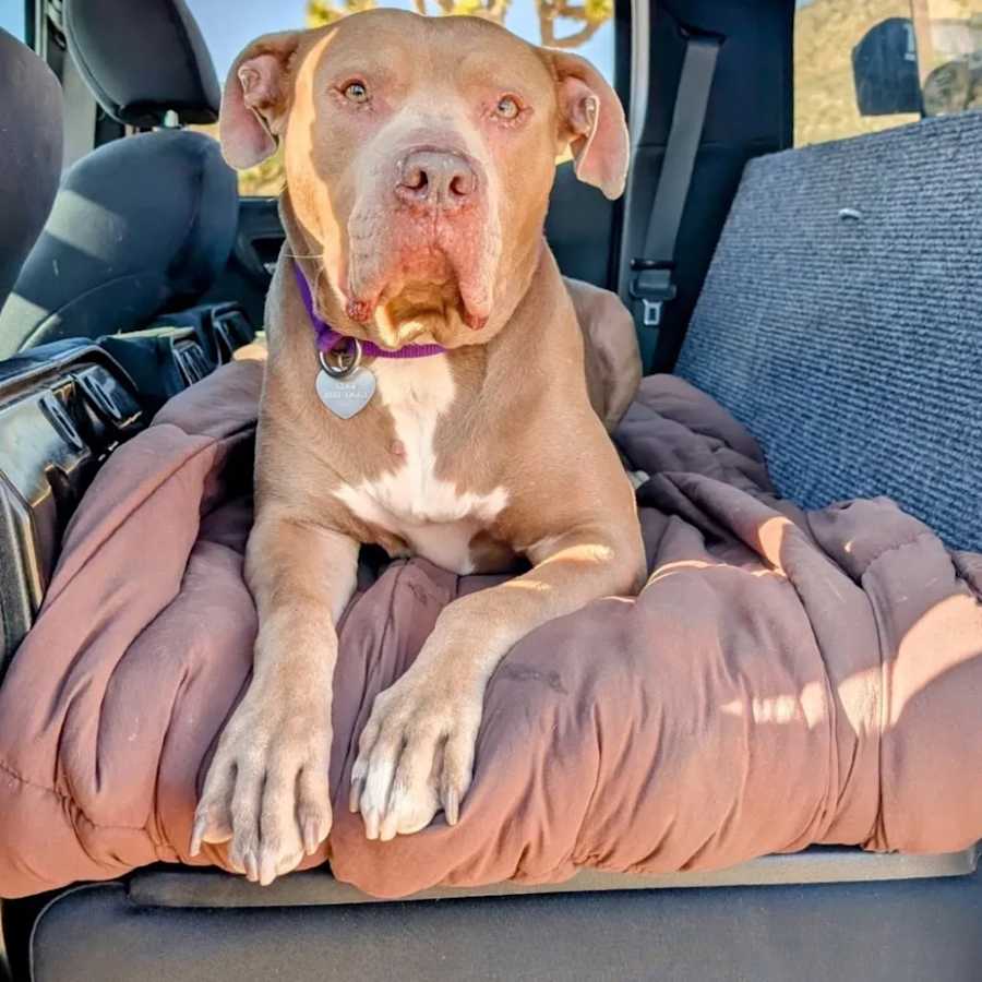 Perry, American Pit Bull Terrier