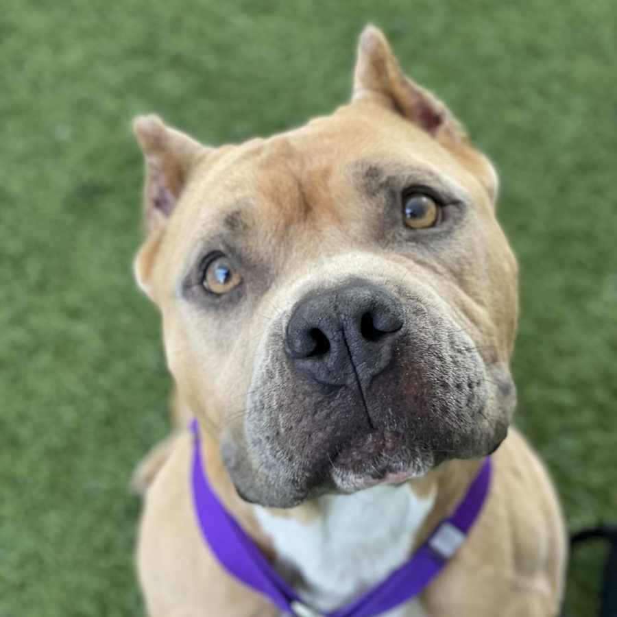 Nala, American Pit Bull Terrier
