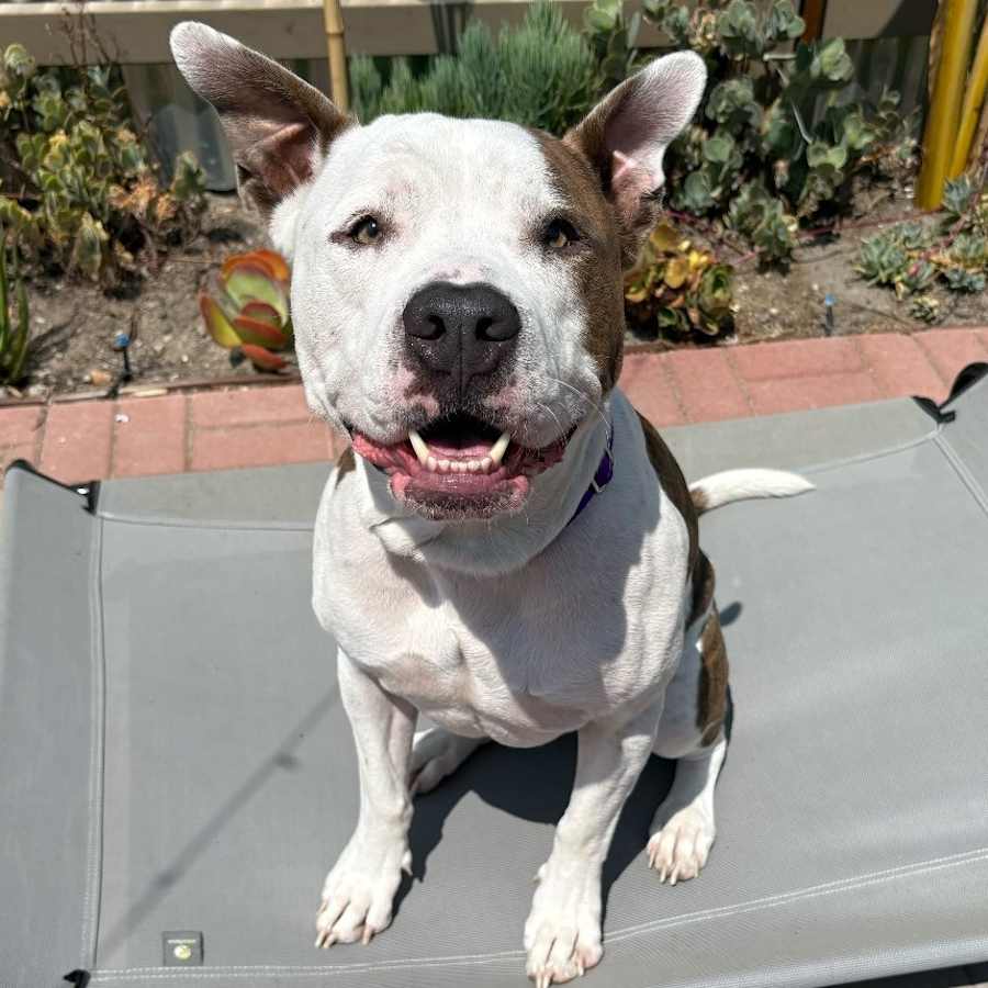 Rock, Mixed Breed (Large)