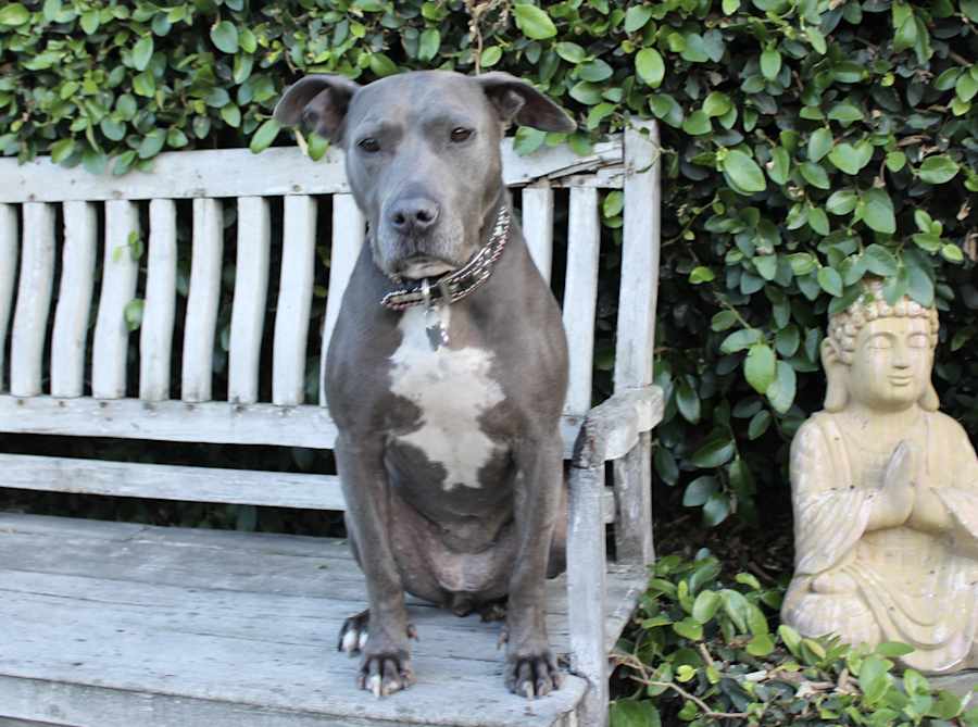 Rayla - LoVInG & PlaYful, Pit Bull Terrier