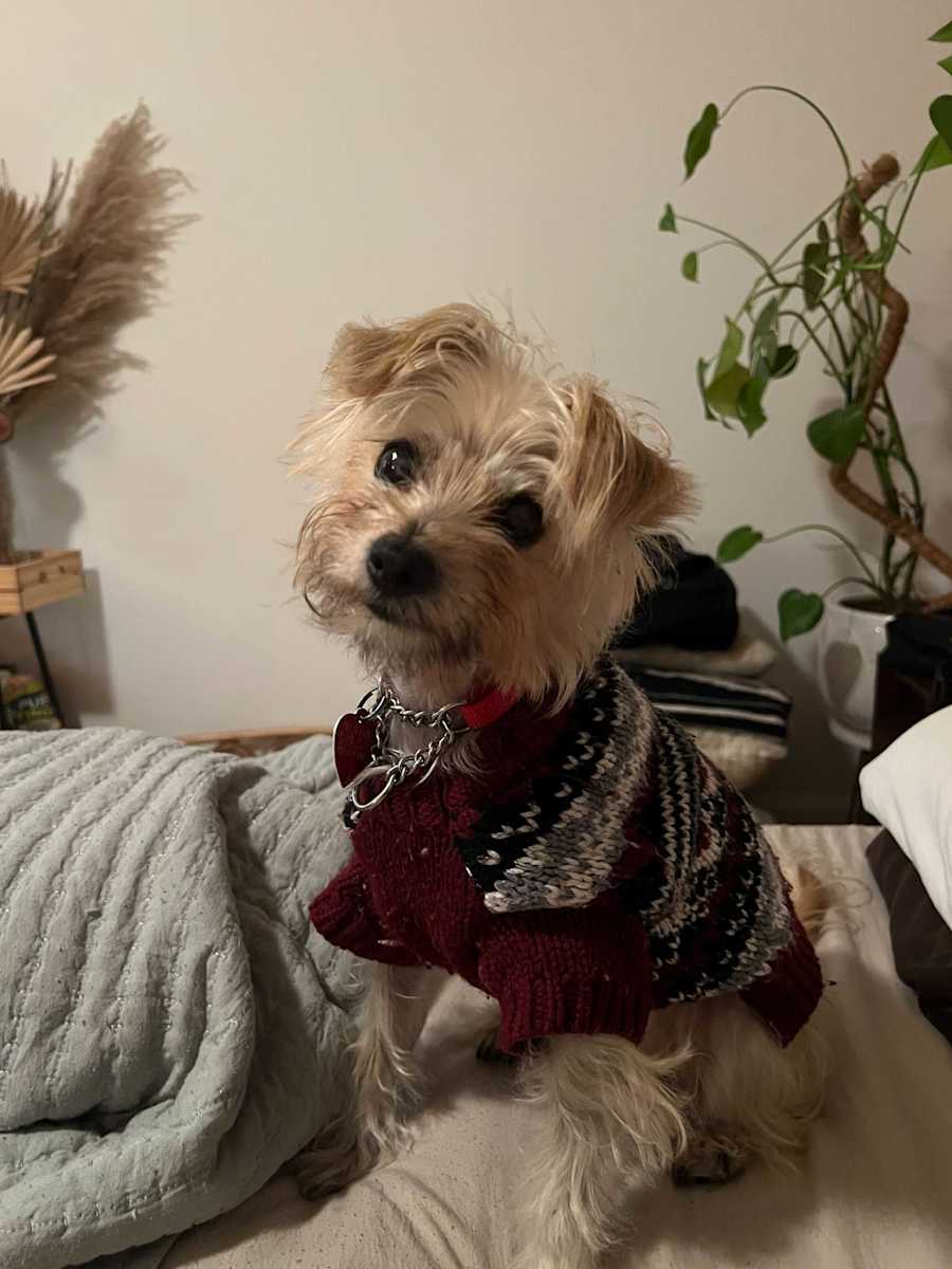 Lulu, Yorkie, Yorkshire Terrier/Maltese