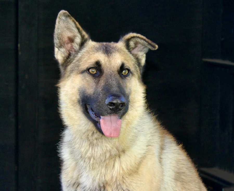 Ricky /Cesar Milan Rehabbe, German Shepherd Dog