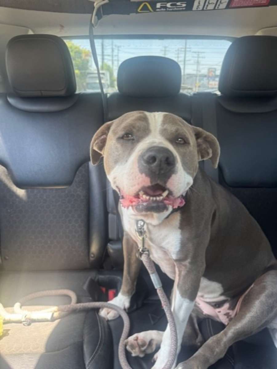 Bella