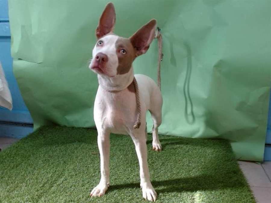 Ruby Doo, Mixed Breed (Medium)
