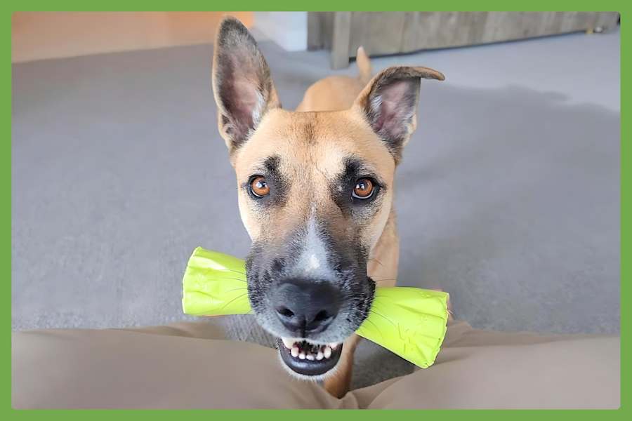 Sage, German Shepherd Dog/Siberian Husky